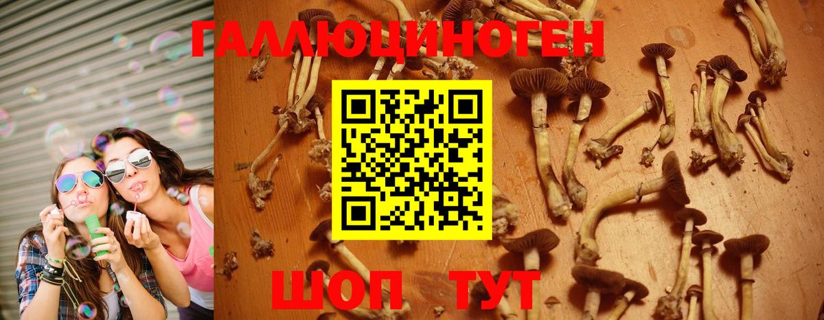 Галлюциногенные грибы GOLDEN TEACHER Карачаевск